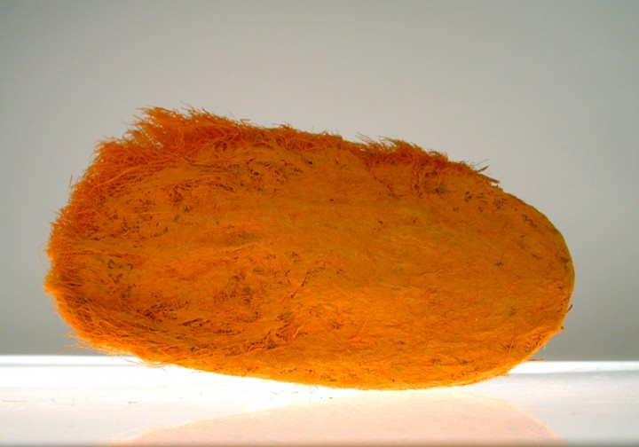 Nicola Ginzel, Mango Element No.18  2002, mango seed, oil pastel, 2 x 4 x .75 inches.